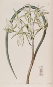 Brassavola martiana